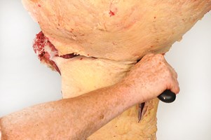 Meat Cut Spec Step 12